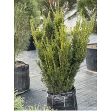 Тис середній Хіллі 80- 100 см 